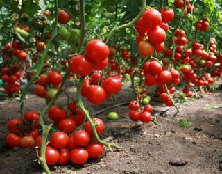 Удобрення розсади томатів хлористим калієм значно знижує їх урожайність